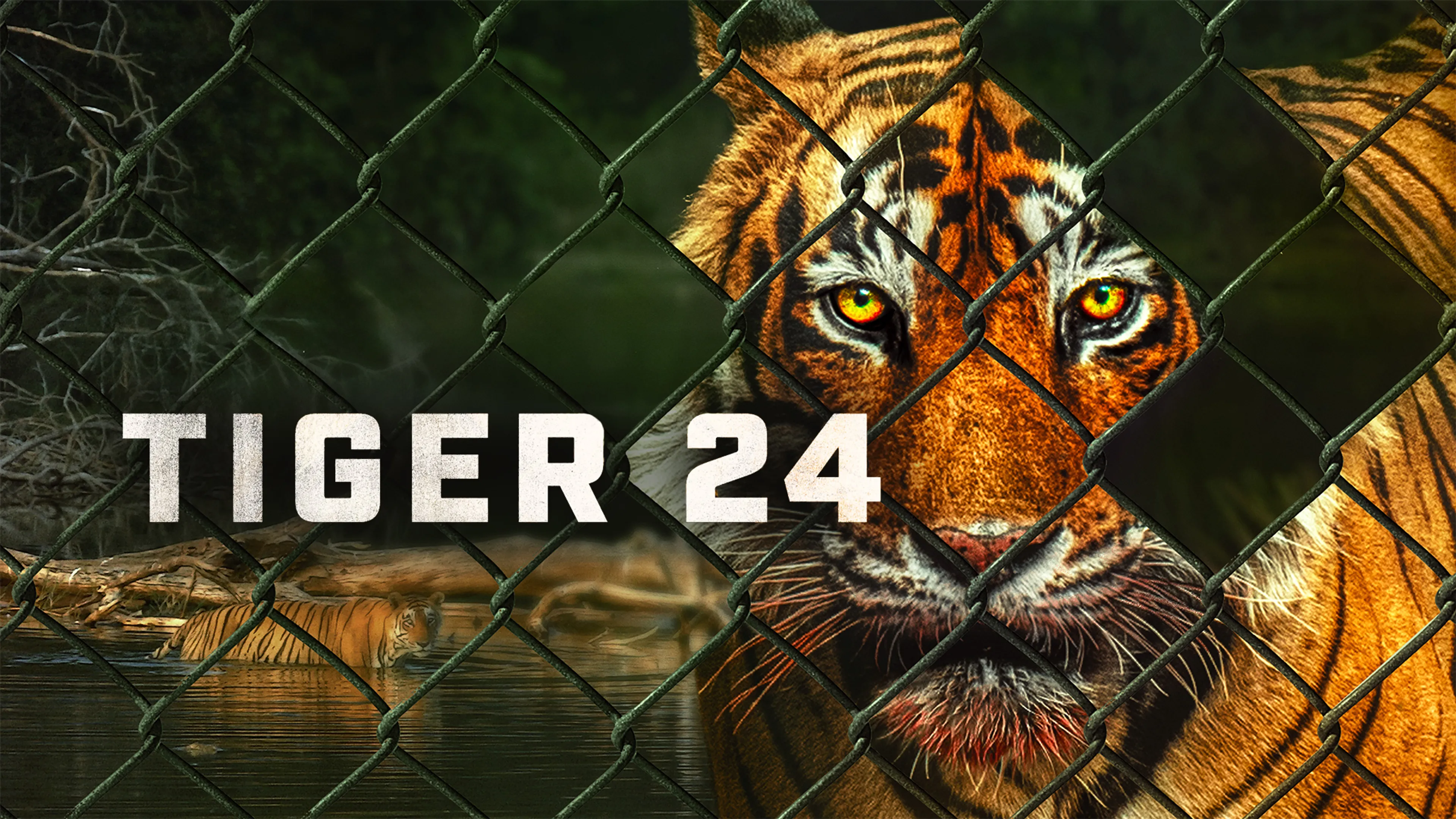 Tiger 24 poster